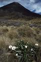 RWT 0034 024-38 New Zealand Ngaurahoe
